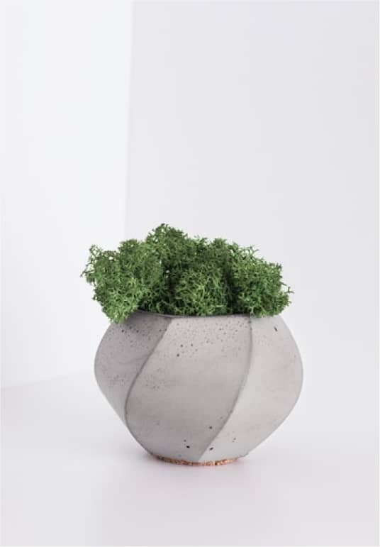 Herb Plant