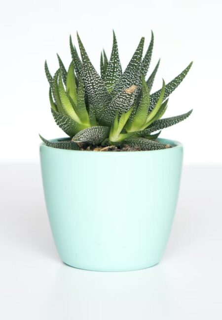 Vivamus