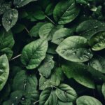 Banner-bg