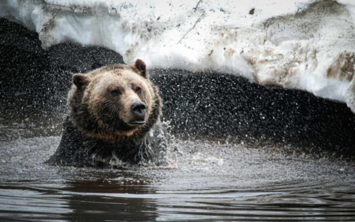 Discover the Magic of Pandas Earths Most Beloved Creatures