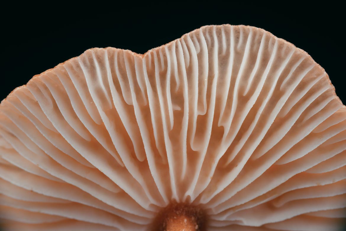 5 Reasons to Eat More Mushrooms